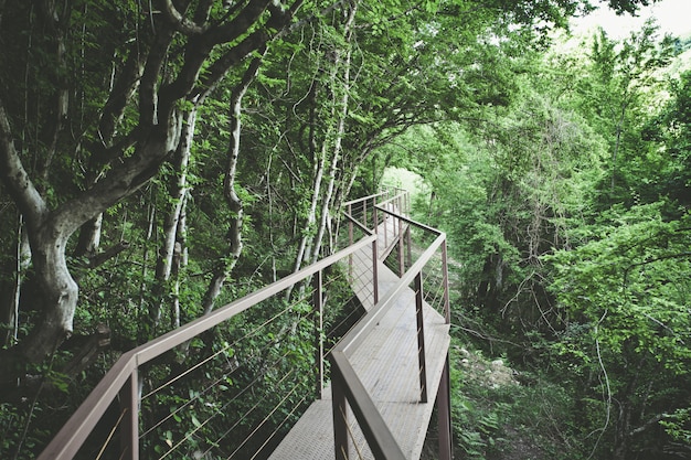 Panorama view of Iron Bridge in tropical forest