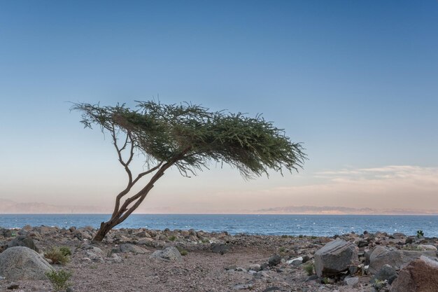 Panorama view of sunset in desert near lonely tree with sun shines from behind the mountain on coast of sea