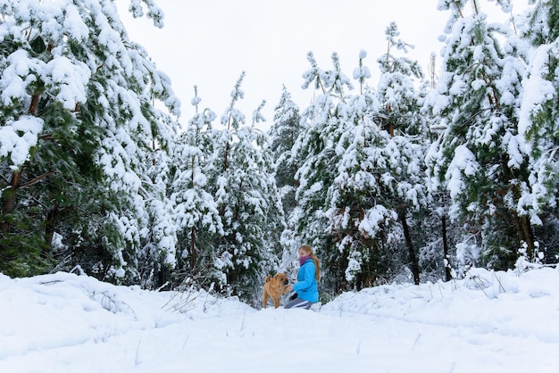 Panorama view of the winter forest of pine and spruce in the snow on the branches. landscape.