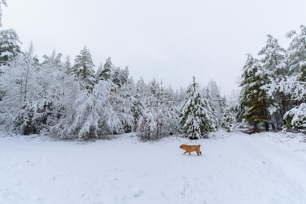 Panorama view of the winter forest of pine and spruce in the snow on the branches. landscape.