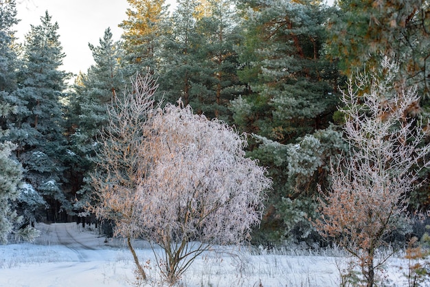 Panorama view of the winter forest of pine and spruce in the snow on the branches. landscape