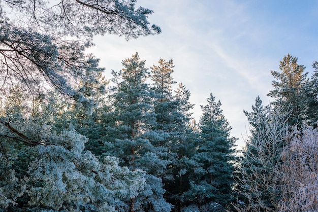 Panorama view of the winter forest of pine and spruce in the snow on the branches. landscape