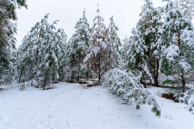 Panorama view of the winter forest of pine and spruce in the snow on the branches. landscape.