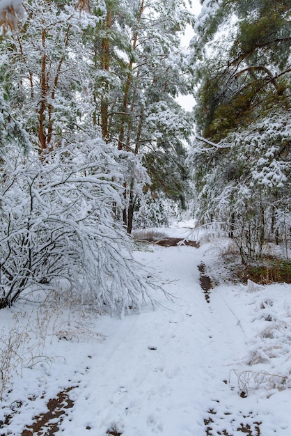 Panorama view of the winter forest of pine and spruce in the snow on the branches. landscape.