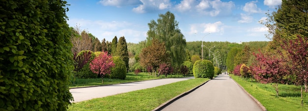 Panorama of a wide avenue in the park with flowering trees round bushes in spring