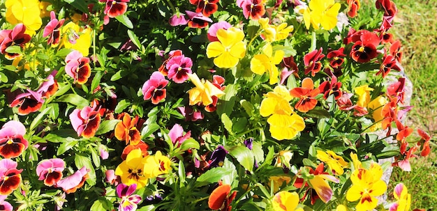 Panorama with beautiful pansies shining in the sun in a city park