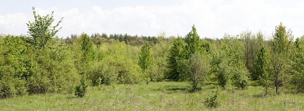 Panorama of young forest