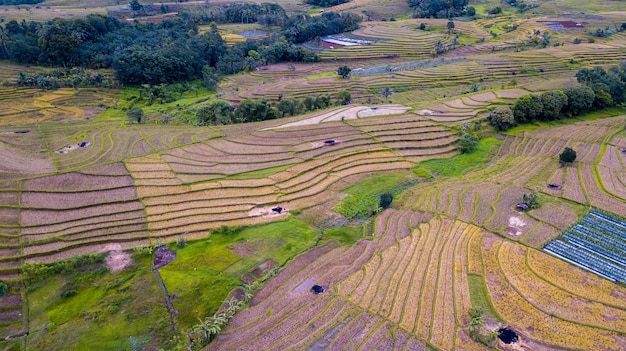 Panoramic aerial photo of the morning nature of Indonesia the agricultural sector of rice fields