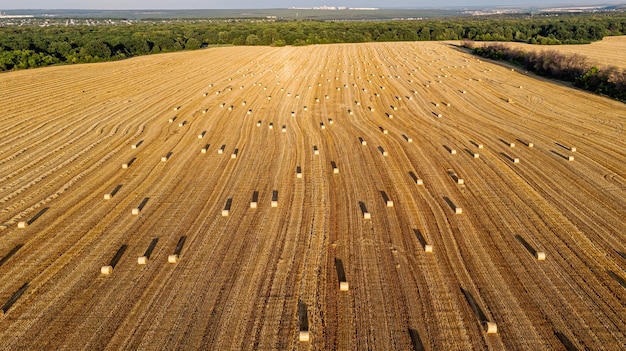 Panoramic aerial view over the top of a summer yellow and gold landscape of agricultural mown field of rye.