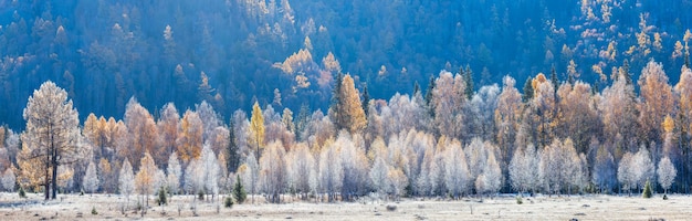 Panoramic autumn view forest in the morning hoarfrost natural background