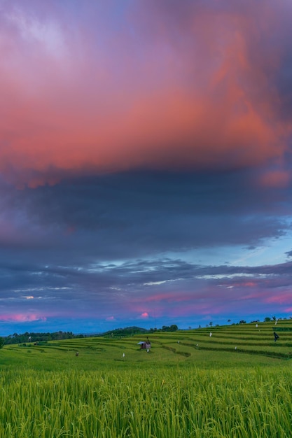 Panoramic background of Indonesia's beautiful natural scenery sunrise over the rice fields