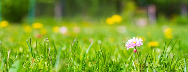 Panoramic background with a close up pink wildflowers in meadow field Beautiful natural countryside landscape with blurry background and copyspace