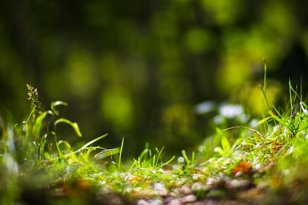 Panoramic background with closeup of forest green plants and grass Beautiful natural landscape with a blurred background and copyspace