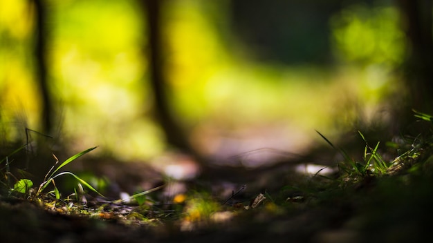 Panoramic background with closeup of forest green plants and grass Beautiful natural landscape with a blurred background and copyspace