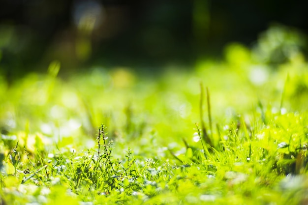 Panoramic background with closeup of forest green plants and grass Beautiful natural landscape with a blurred background and copyspace