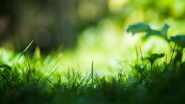 Panoramic background with closeup of forest green plants and grass Beautiful natural landscape with a blurred background and copyspace