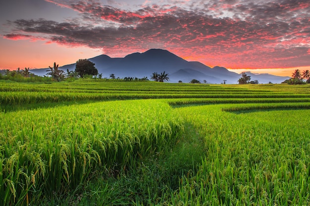 The panoramic beauty of rice fields in the morning with yellowing rice and a burning sky on the horizon