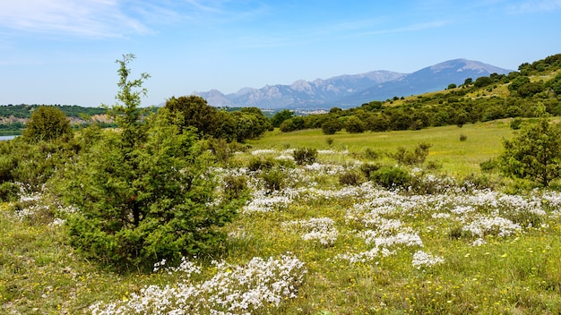 Panoramic countryside with many white and yellow wildflowers and mountains in the background