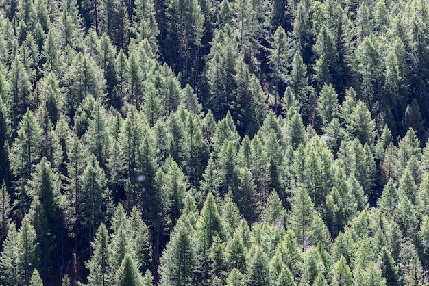 Panoramic green coniferous forest crowns dense sunlight Aosta valley Italy