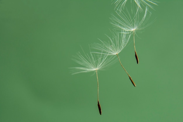 Panoramic image of a dandelion seed close-up on a green background