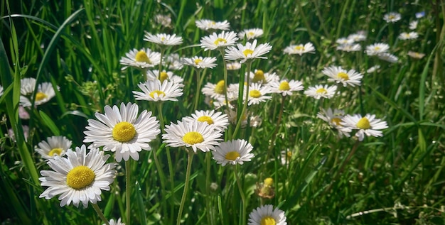 Panoramic image of a group of blossoming daisies in the middle of a garden's fresh grass during springtime