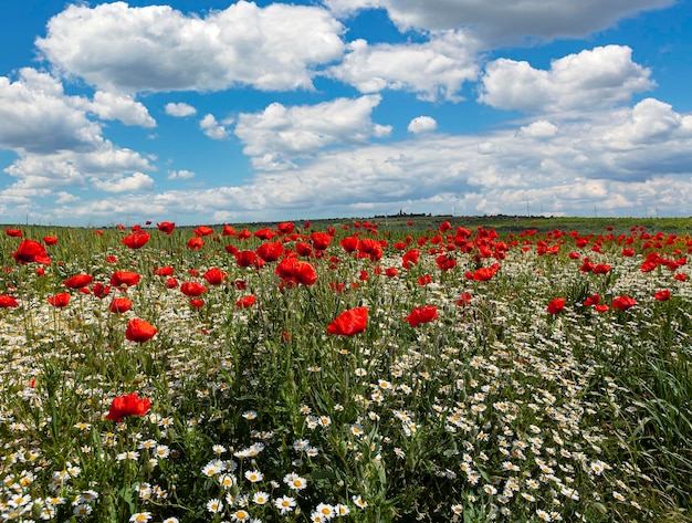 Panoramic landscape Red poppies and daisies in a wheat field in the Kuban..