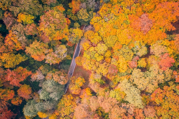 Panoramic nature landscape, soft pastel colors, dream nature, sunset fall idyllic, top aerial view