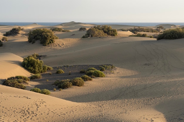 Photo panoramic of the sand dunes in maspalomas on the island of gran canaria