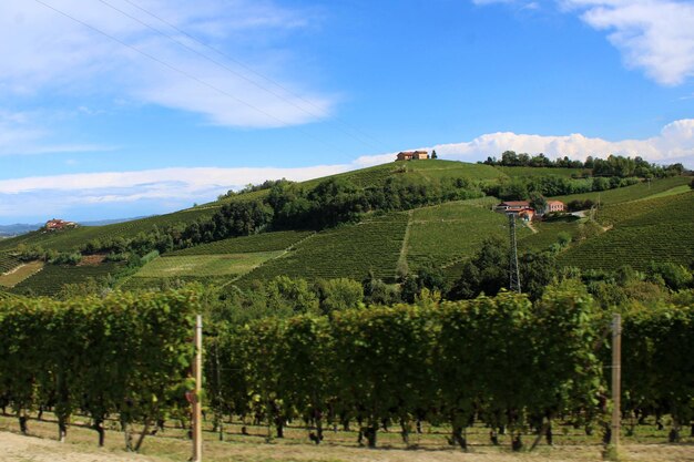 Photo panoramic shot of trees and vineyard on field against sky