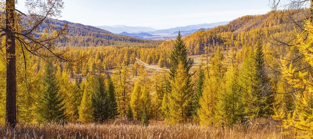 Panoramic view of autumn nature Picturesque valley trees