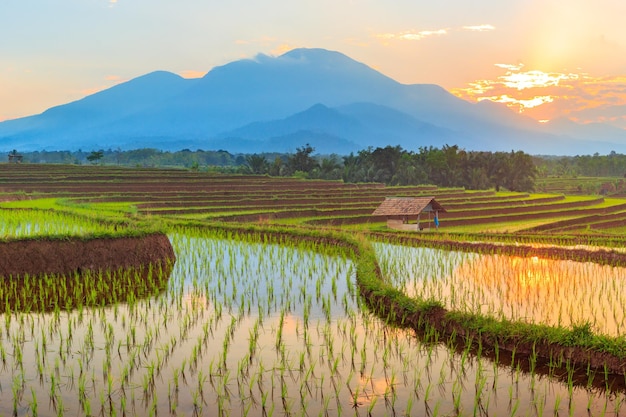 Panoramic view of the beautiful rice fields in the morning with blue mountains