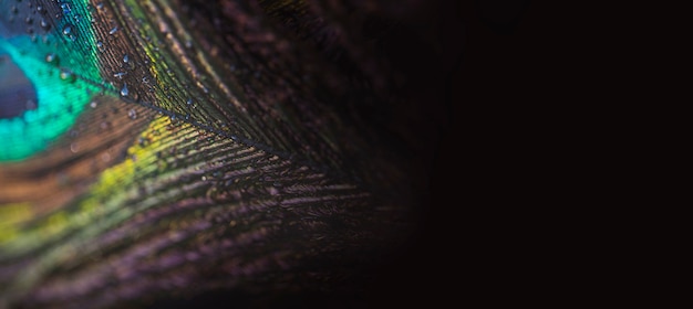 Panoramic view of colorful and artistic peacock feathers against black backdrop