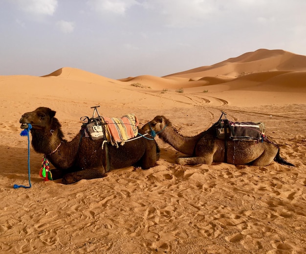 Panoramic view of a desert