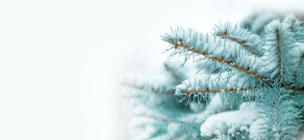 Panoramic view of fir tree with snow. Winter landscape. Christmas and New Year background with snow-covered spruce