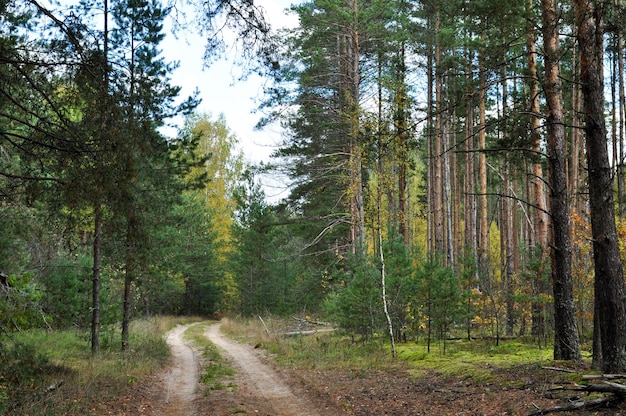 Panoramic view of a forest dirt road Large trees on the side of the road