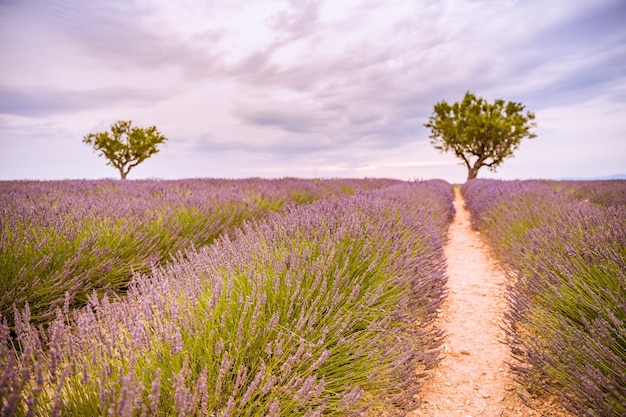 Panoramic view of French lavender field at sunset. Sunset over a violet lavender field in Provence