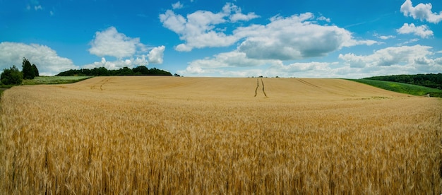 Panoramic view of a golden ripe wheat field with blue sky Field of Ukraine with a harvest