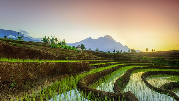 panoramic view of the morning on the rice terraces with a beautiful sky over the rice fields of Bengkulu, Indonesia