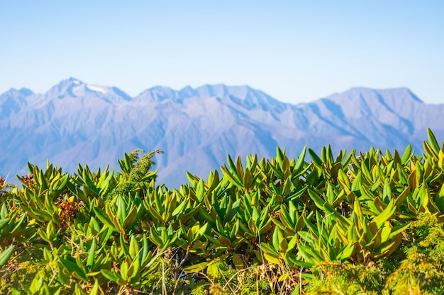 Panoramic view of the mountain peaks and clear blue sky, in the foreground mountain vegetation grass in focus.