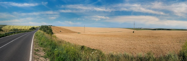 Panoramic view perspective highway near a field of cereals hills on a background of blue sky with clouds The concept of agricultural hills landscapes at harvest