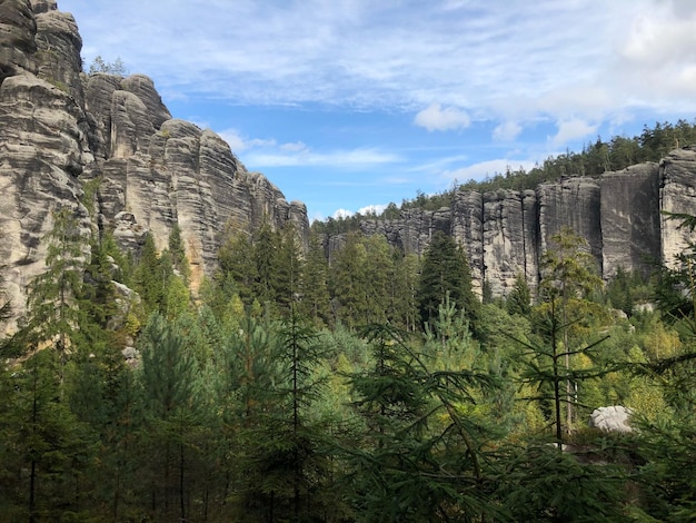 Photo panoramic view of pine trees against sky