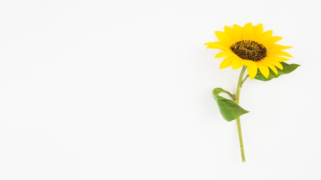 Panoramic view of single yellow sunflower on white background