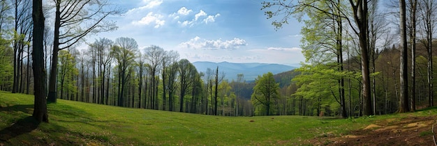 Photo panoramic view of the spring forest