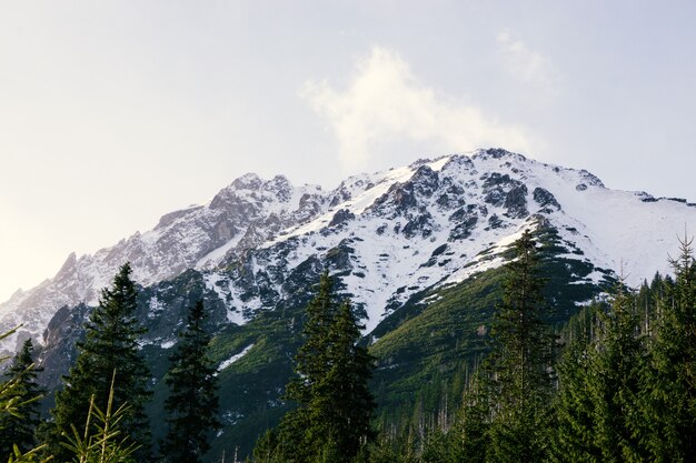 Panoramic view of summer landscape in the Alps mountains