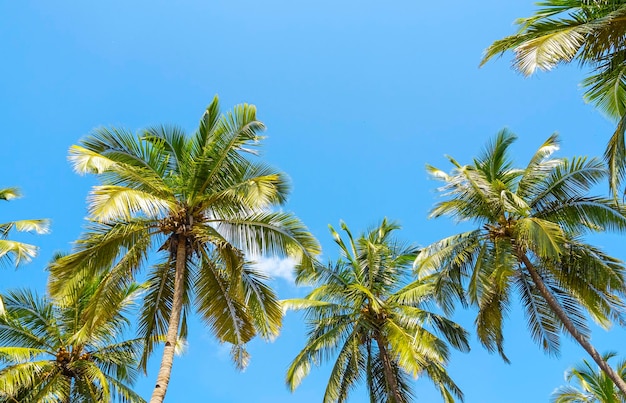 Panoramic view of summer landscape with coconut palm trees and blue sky as tropical background