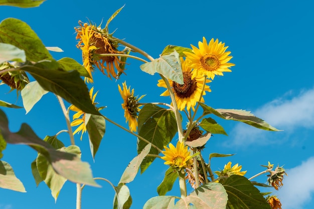 Panoramic view at the sunflower field in Tanzania near Iringa