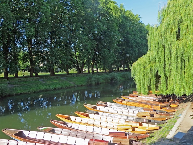 Panoramic view of trees and grass against sky