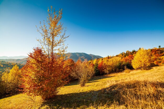 Panoramic view of Ukraine countryside lonely windy tree rolling hills and green fields at sunset Carpathians Synevyr pass