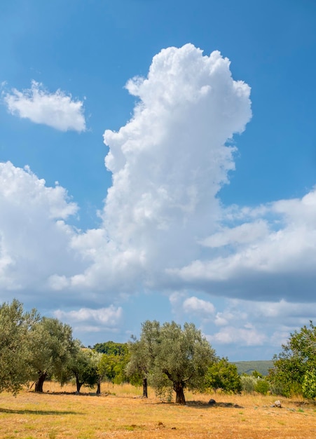 Panoramic view of the village olive garden and the sky with cumulus clouds  in Greece