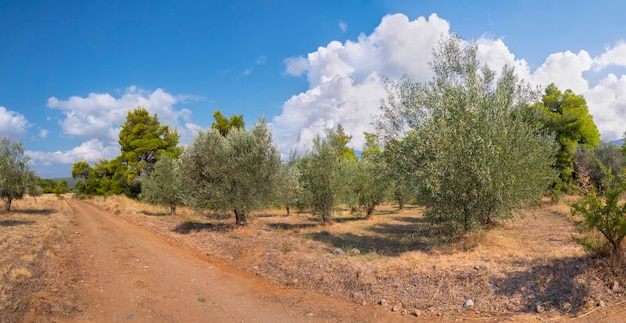 Panoramic view of the village olive garden and the sky with cumulus clouds  in Greece